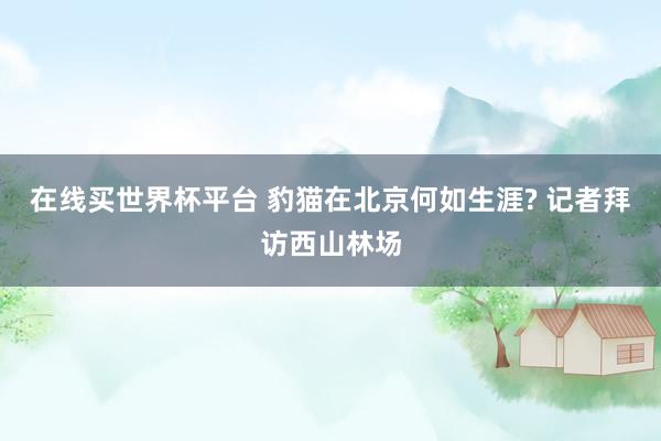 在线买世界杯平台 豹猫在北京何如生涯? 记者拜访西山林场